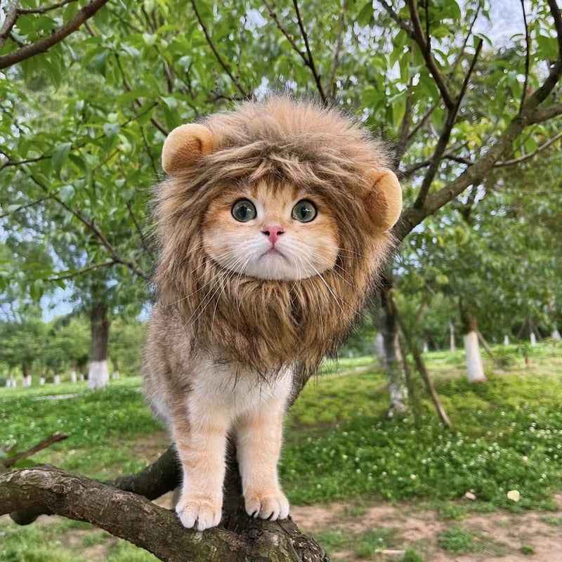 Cute Lion Cap