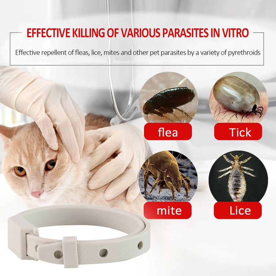 Anti-Flea Control